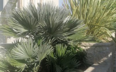 Privatno dvorište – Ražanj